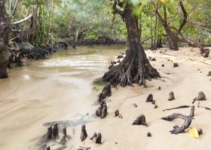 Sovkhoze vert — Huitième partie : Mangrove case